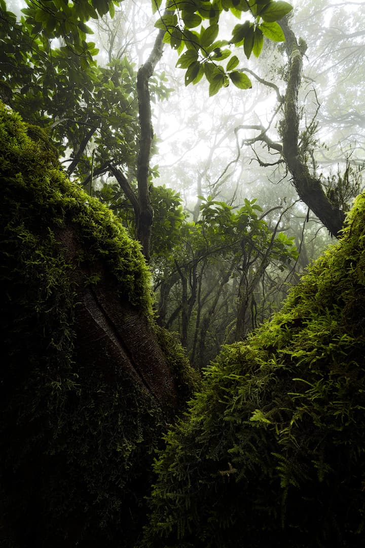 An Alliance - Teneriffa – photo by Benjamin Weise