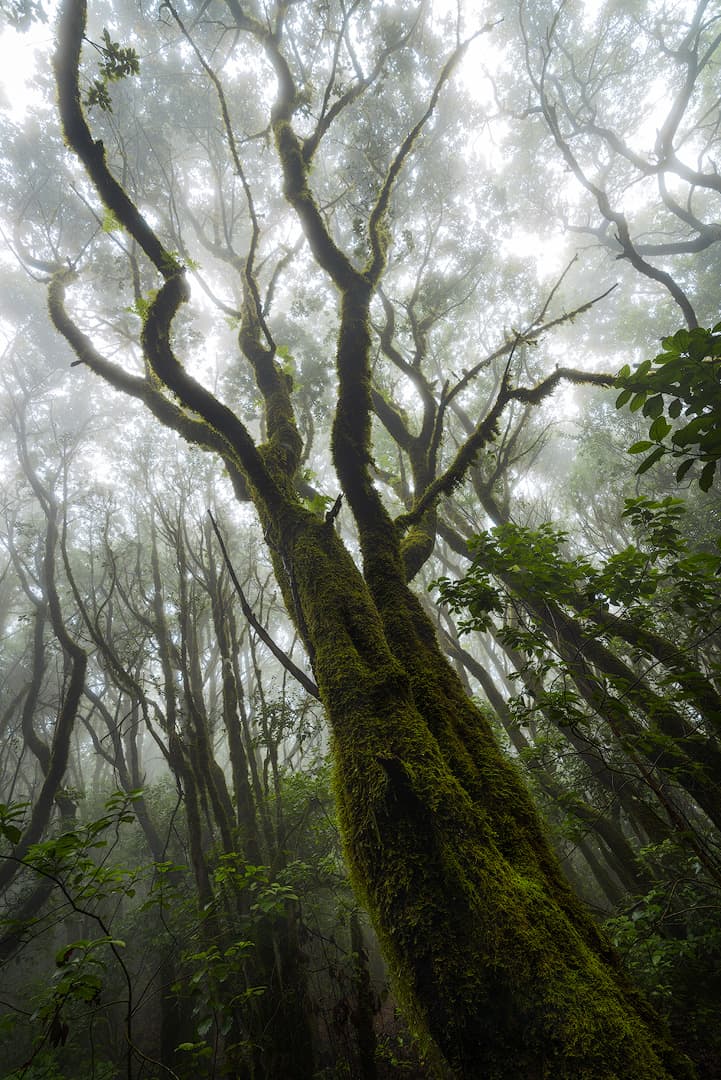 Ents - Teneriffa – photo by Benjamin Weise