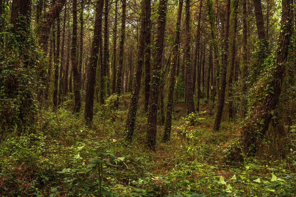 Pinares de Liencres - Northern Spain – photo by Benjamin Weise