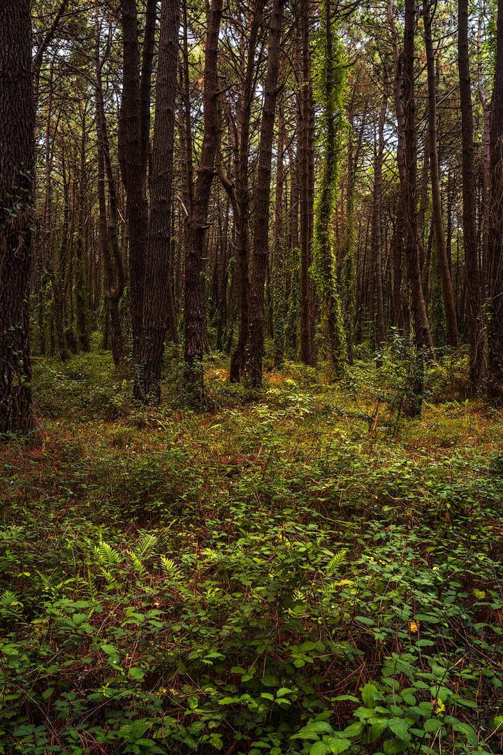 Pinares de Liencres - Northern Spain – photo by Benjamin Weise